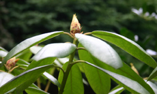 Rhododendronbluete-1.jpg